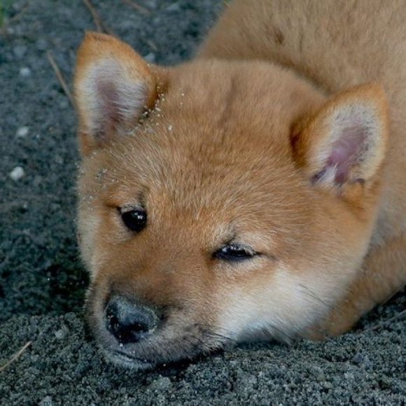 Meet your Posher, Penny - Picture 1 of 1